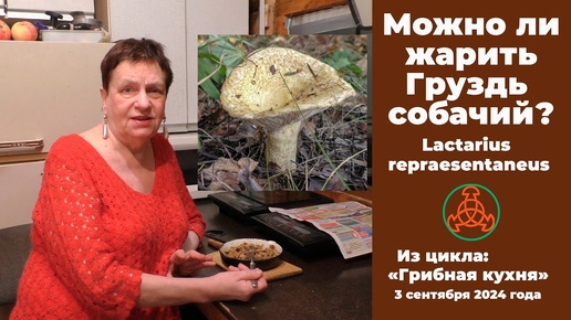 Можно ли жарить Груздь собачий?  Lactarius repraesentaneus. Грибная кухня . 3 сентября 2024 года