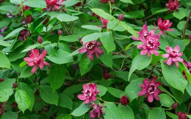    Каликант – можно ли сажать осенью короля садового парфюма