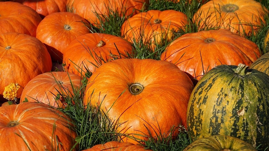 Фото здесь и далее Pixabay