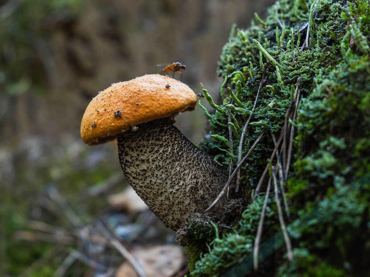 Есть в этом подосиновике некоторая доля лукавства (фото пользователя Valerius_BBQ)
