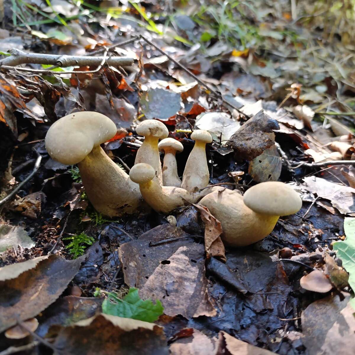 Лиственничные моховики - народ серьёзный (фото пользователя OOZ)