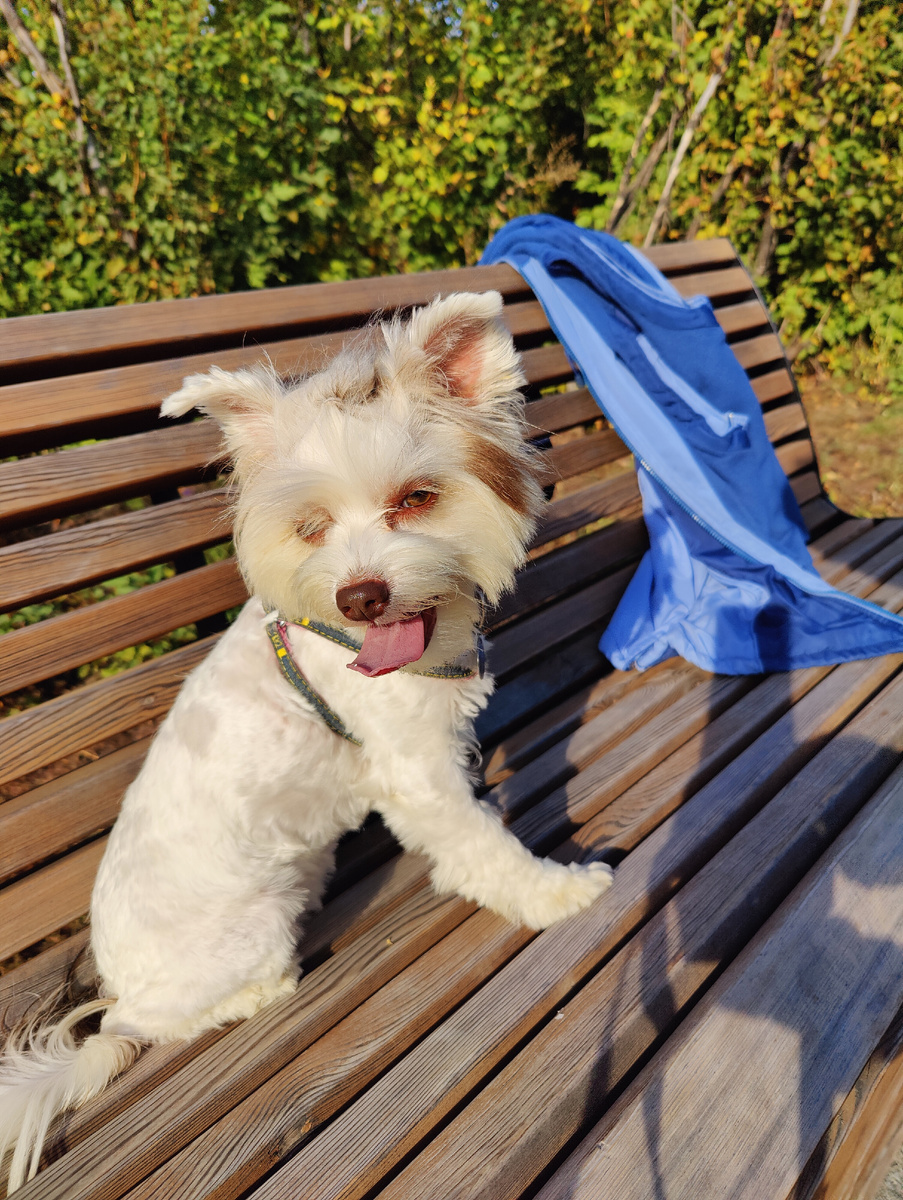 Бивер Блю Берри Йорк терьер Джульетта 