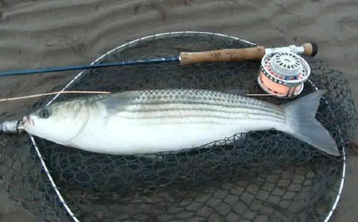 Фото с сайта: https://www.donnews.ru/netcat_files/mediacontent/2021/12/16/1458511.jpg.webp