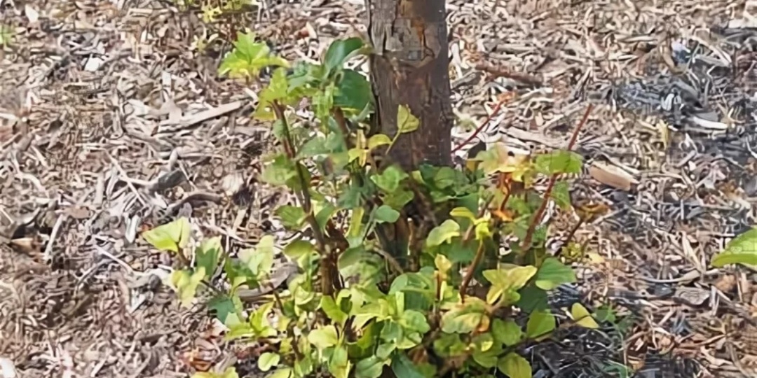 Как правильно избавиться от корневой поросли яблонь и косточковых? Причины появления поросли.