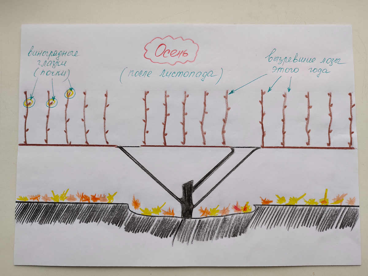 Рисунок к статье по обрезке 
