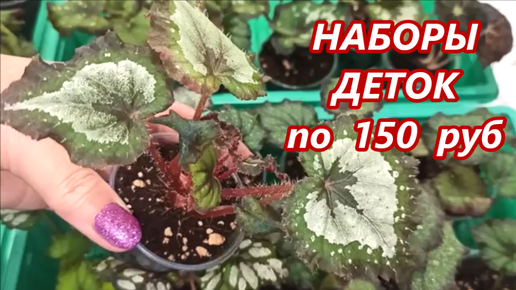 Наборы ДЕТОК 🌺 БЕГОНИЙ по 150 руб