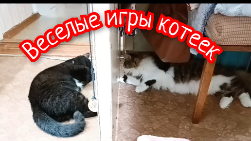 ВЕСЁЛЫЕ ИГРЫ КОТЕЕК.