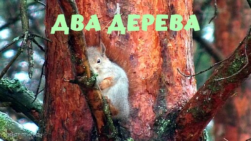 ДВА ДЕРЕВА #центрприроды #животные #белка #природа #лес #деревья #отдых