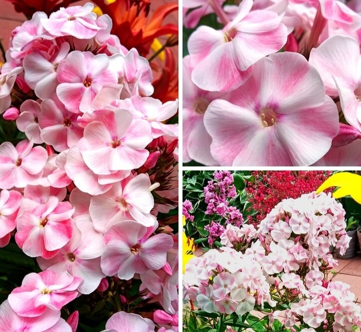 Алиса Фрейндлих 