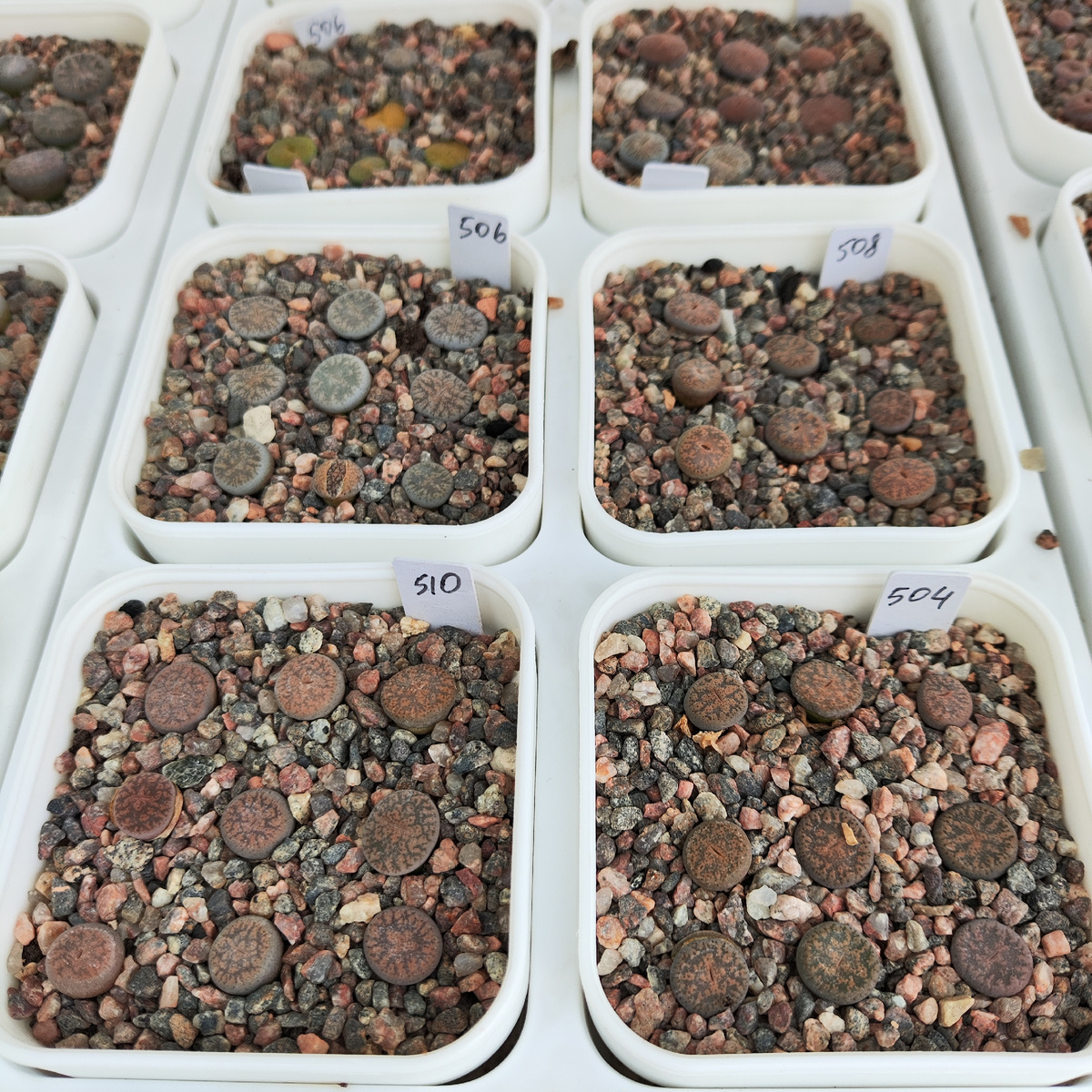 Сеянцы после первой пикировка в горшке 6.5 см