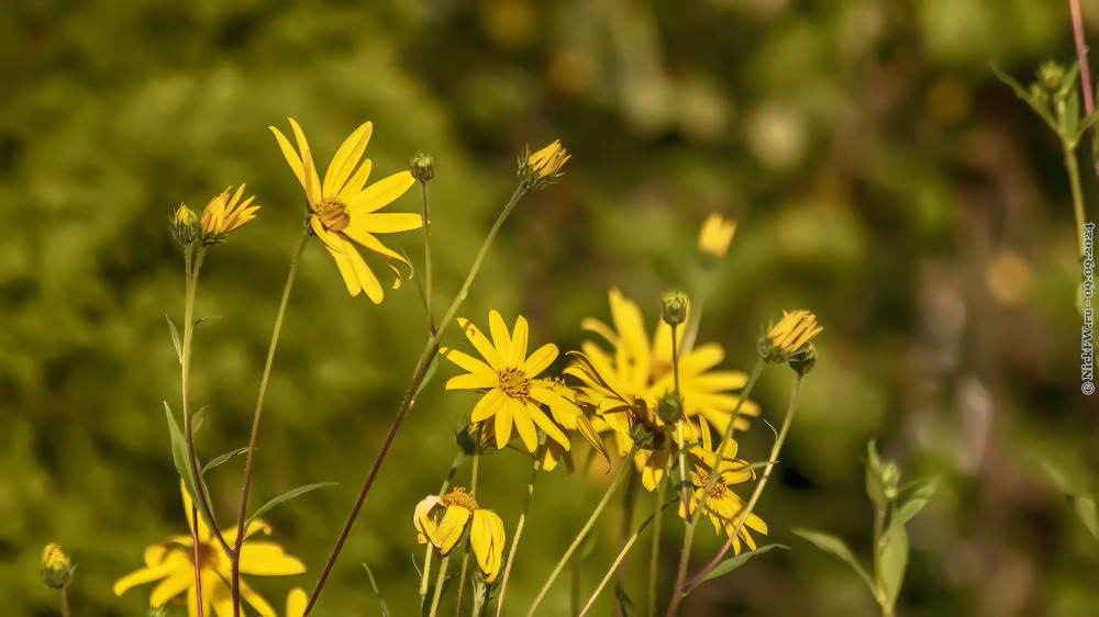 Топинамбур © NickFW.ru — 09.09.2024г.