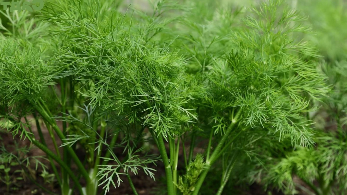 Вот так выглядит укроп, посеянный осенью. Красота, правда?