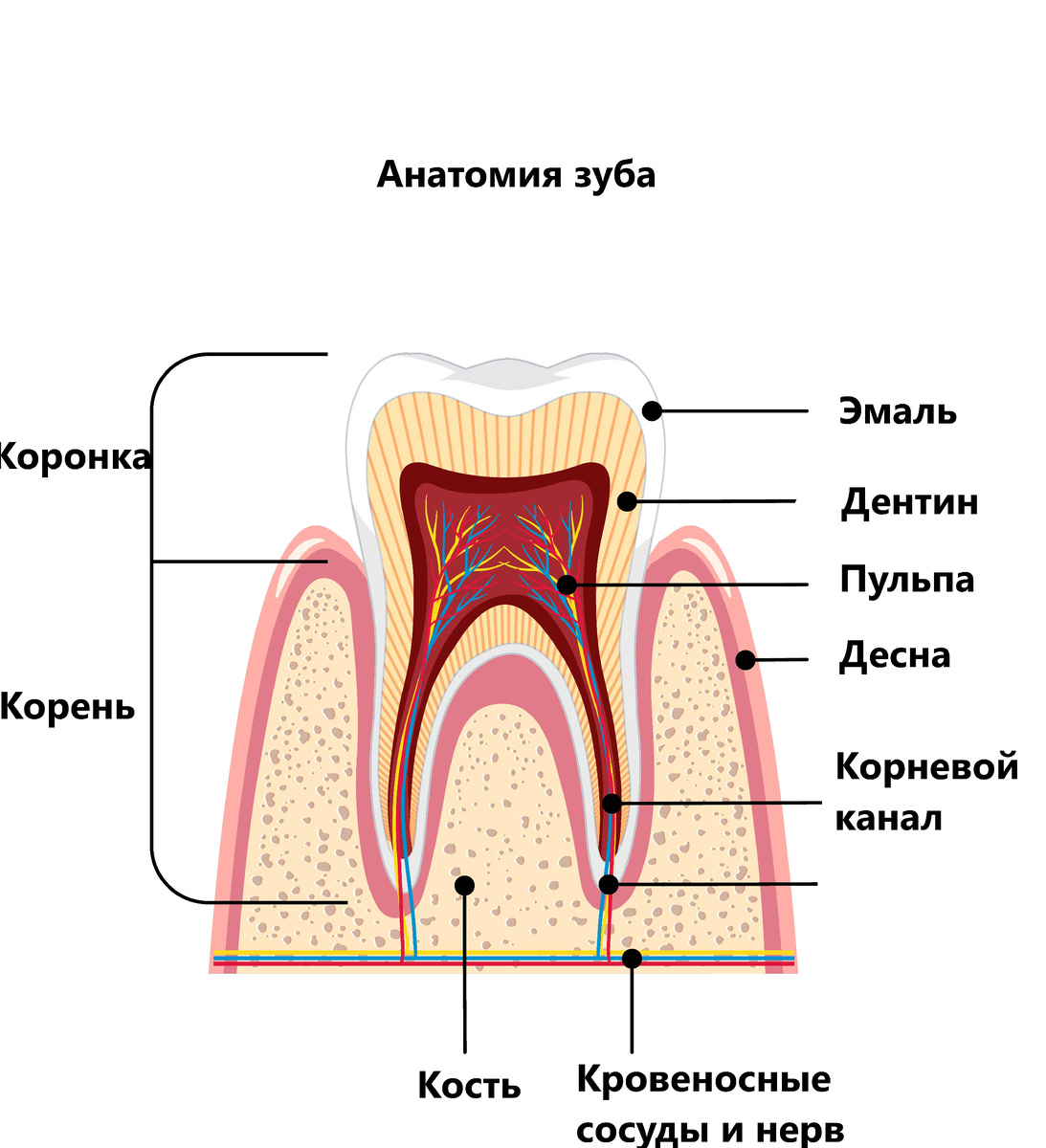 Полость зуба - там, где пульпа. От неё вниз идут два канала, располагающиеся в корнях зуба. Изображение от brgfx на Freepik, www.freepik.com.