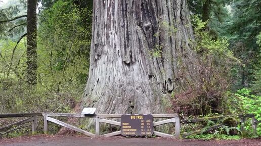 8 EPIC Things To Do In Redwood National Park (2024 Guide)