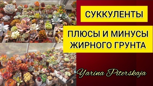 Суккуленты. Плюсы и минусы жирного грунта.