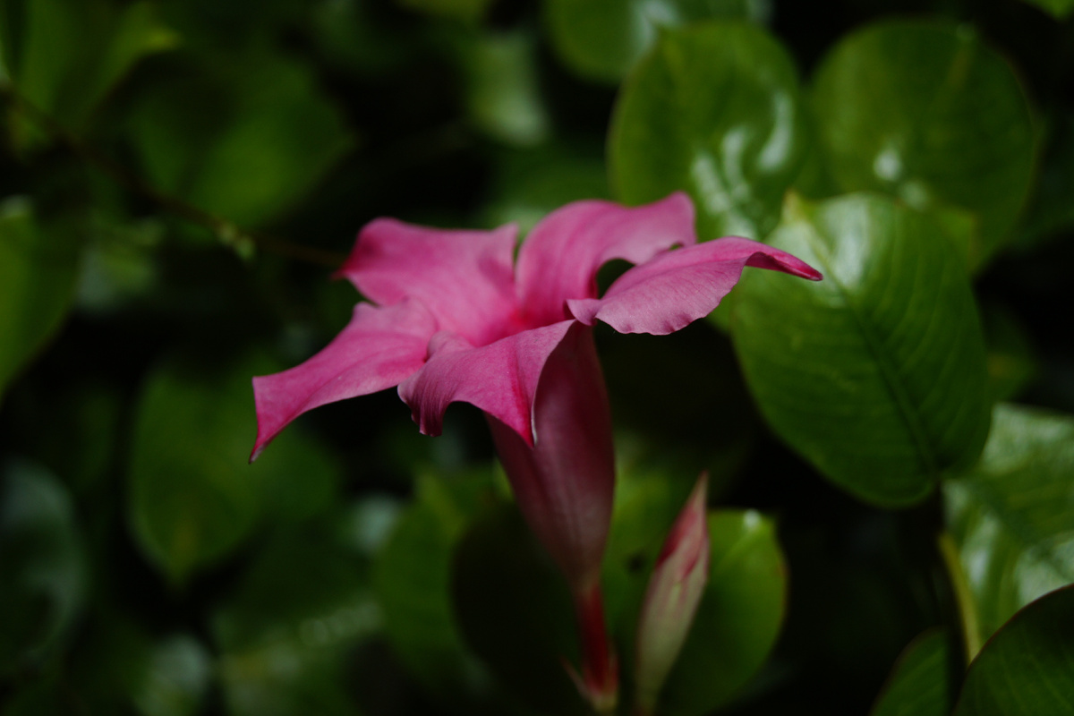 Дерево любви, собственной персоной