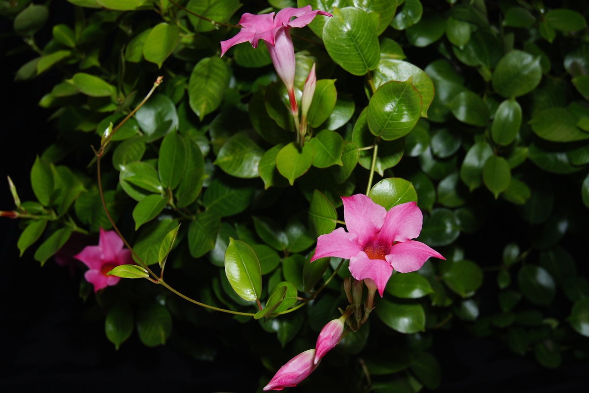 Общий вид растения очаровательно нежен