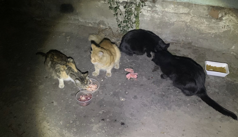 Никому ненужные котики … 