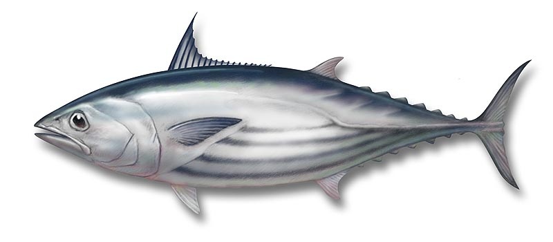 Океанский бонито (полосатый тунец)