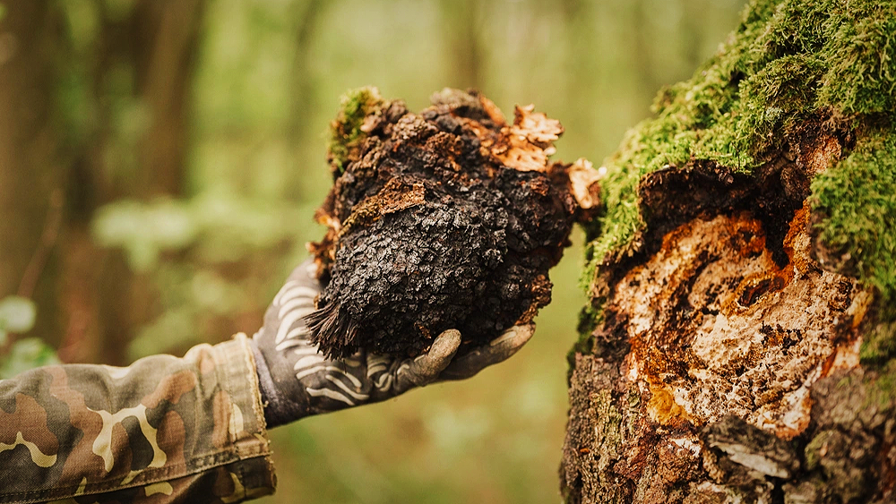 Так выглядит чага. Гриб на стволе березы.