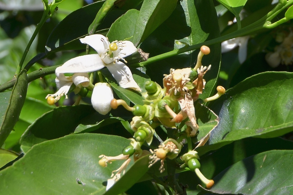 Цветы апельсина, это фото, как и последущие, взяты из домашнего архива