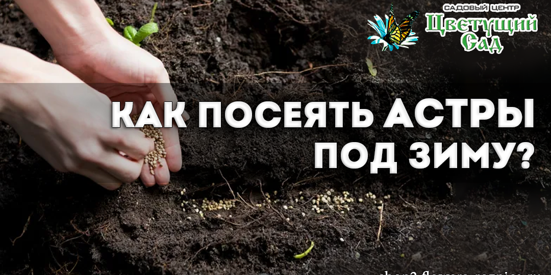 Как посеять астры под зиму: секреты раннего цветения и крепких растений