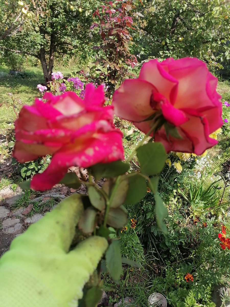 Роза Дабл Делайт 