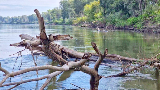 Под этой корягой нарвались на крупняк. Кто там? Десятка, таймень или сазан? Рыбалка удалась!