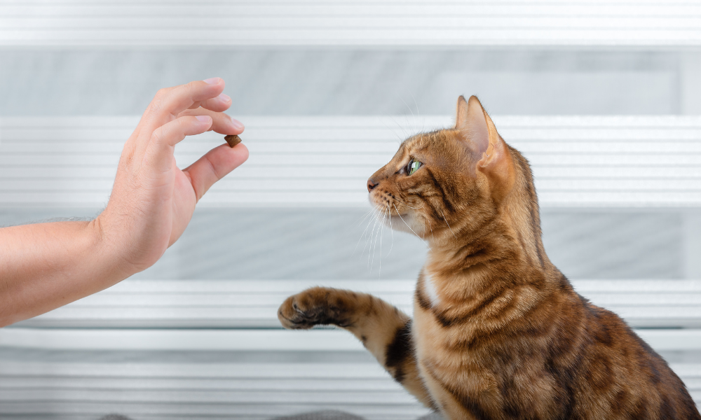 Воспитанная кошка.