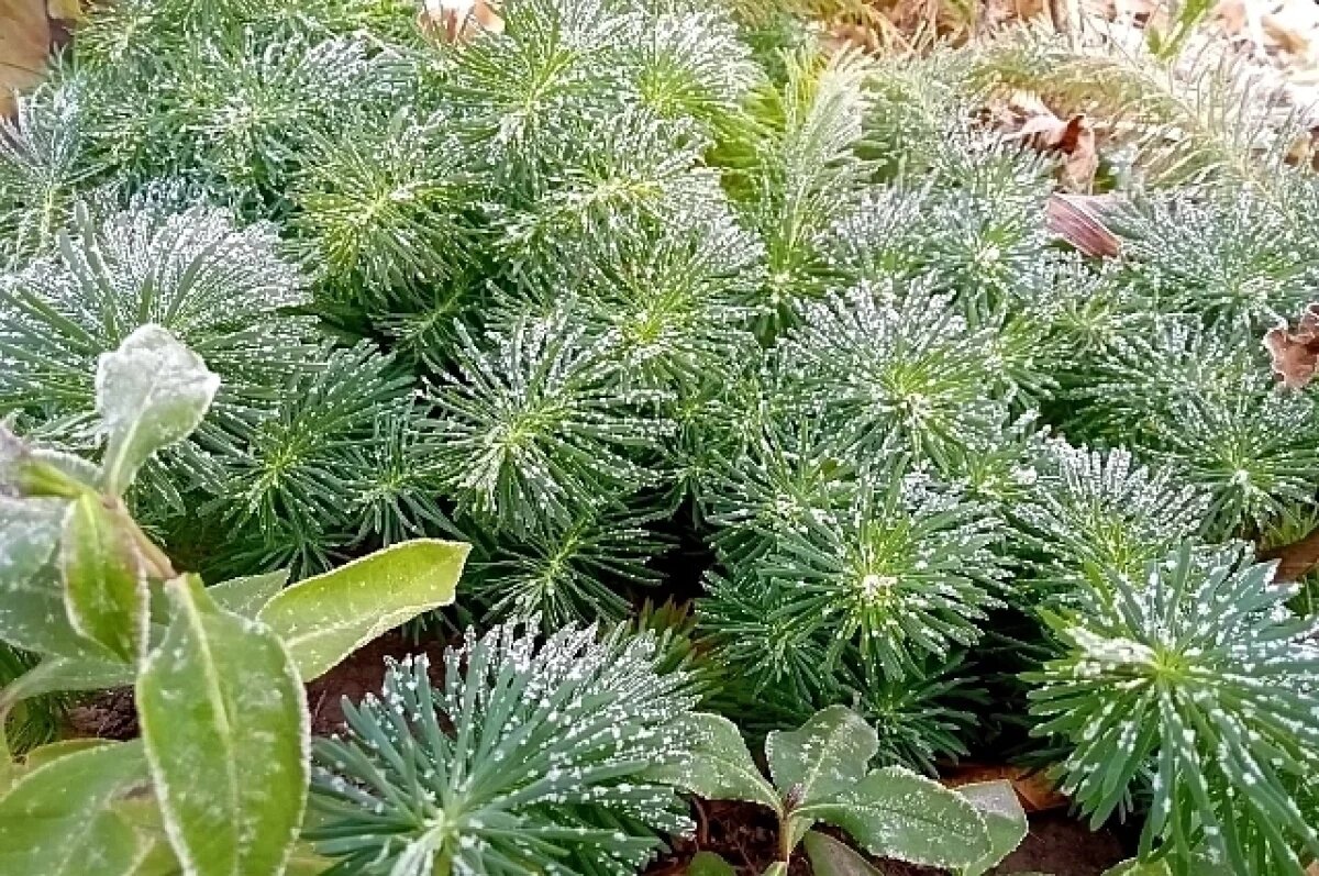    Новосибирцам пообещали похолодание до +3 °C до 15 сентября-2024