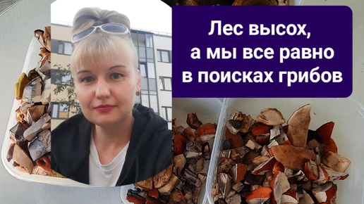 Лес высох, а мы все равно в поисках грибов