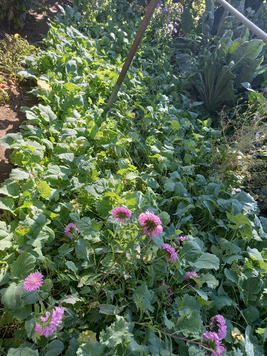 Вот такая грядка приготовлена для посадки клубники 