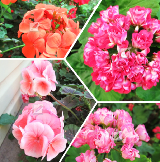 коллаж из фотографий автора