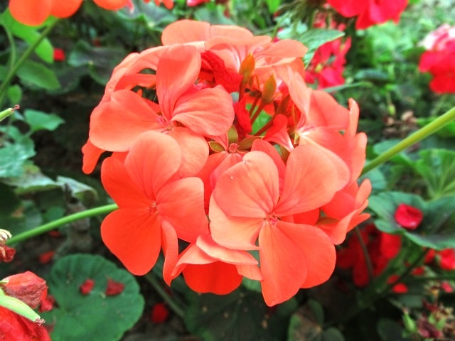 пеларгония оранжевая Кабаре, фото автора