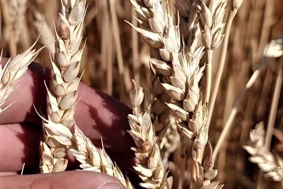 Фото: АПК Новости