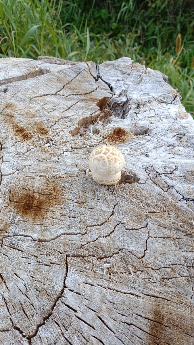 Грибочек с прогулки для привлечения внимания