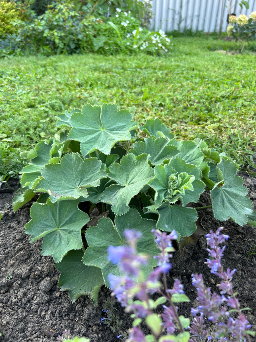 Манжетка мягкая «робустика»