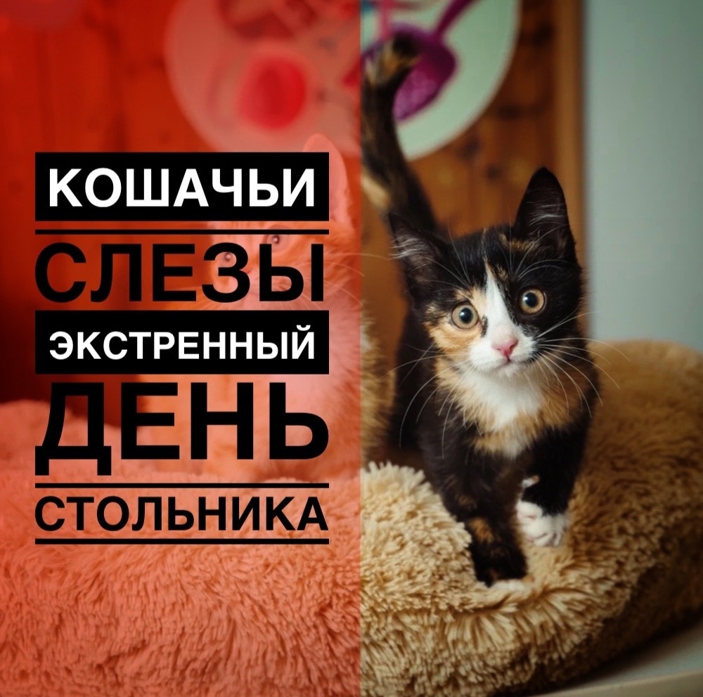 Экстренный «ДЕНЬ СТОЛЬНИКА», кошки ГОЛОДНЫЕ!