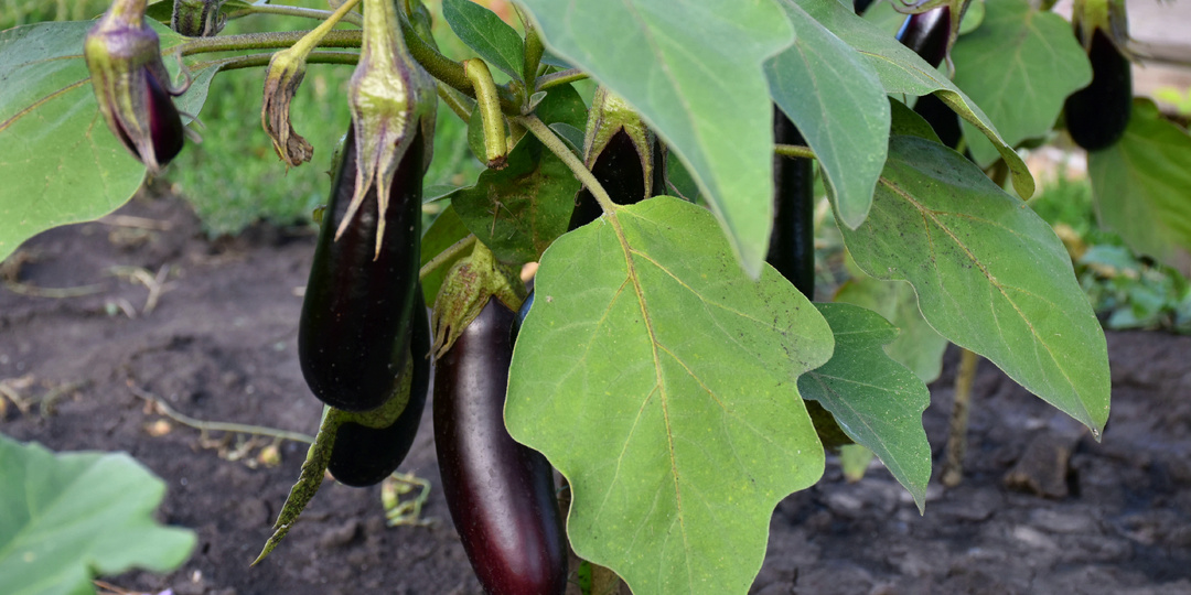 Нашла баклажаны, которые заваливают урожаем (собираю по ведру с 1 куста)