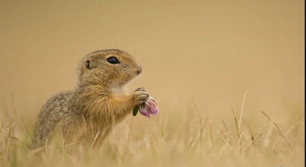 Из открытых источников. 