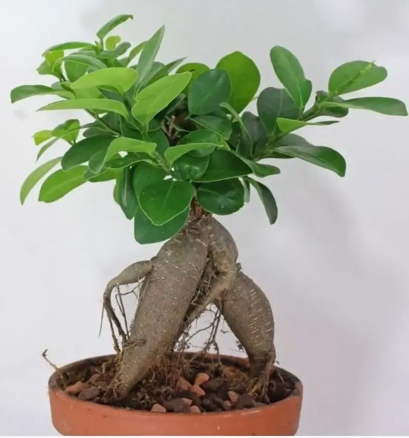 Фикус микрокарпа (Ficus microcarpa) выращенный в стиле бонсай