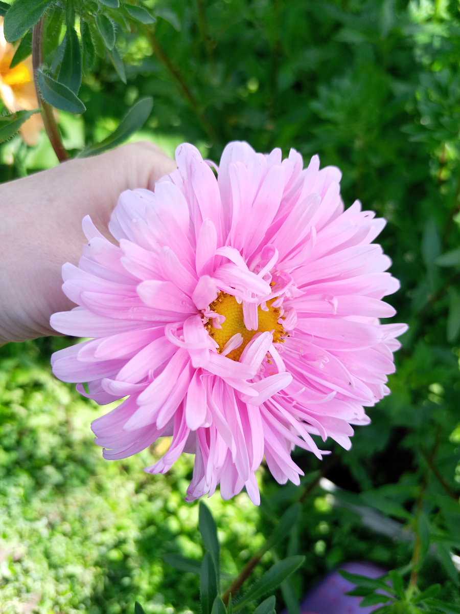 Самая первая фото астры за лето. Розовая нежность.