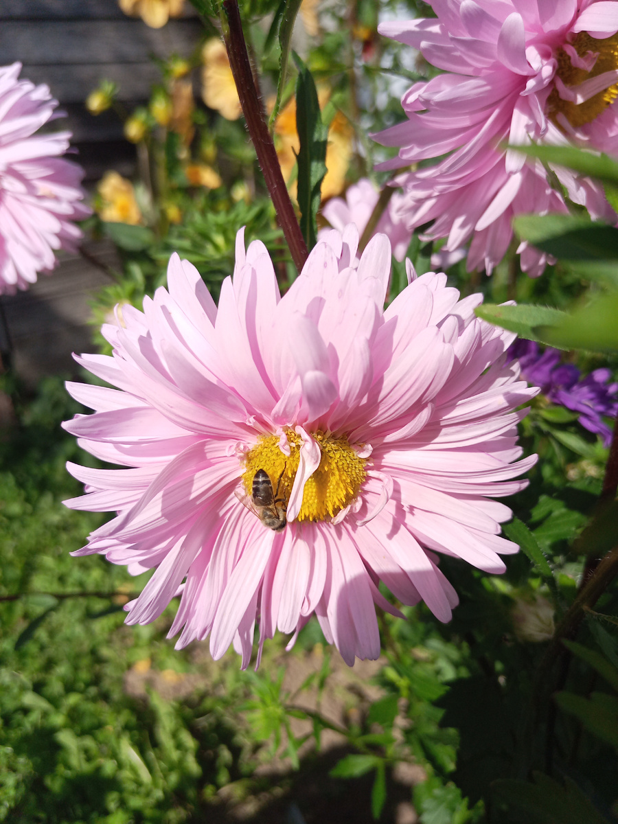 Астра с пчёлкой )