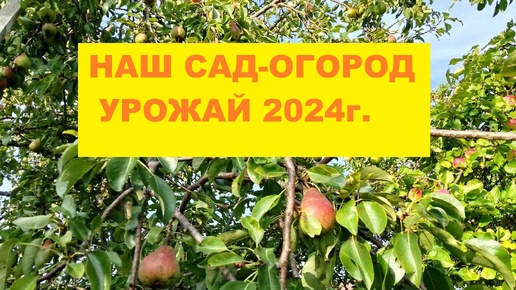 Сентябрь 2024г. Урожай. Обзор сада-огорода