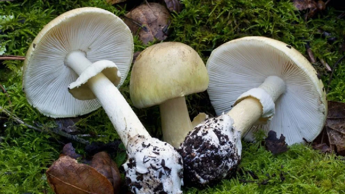 Бледная поганка