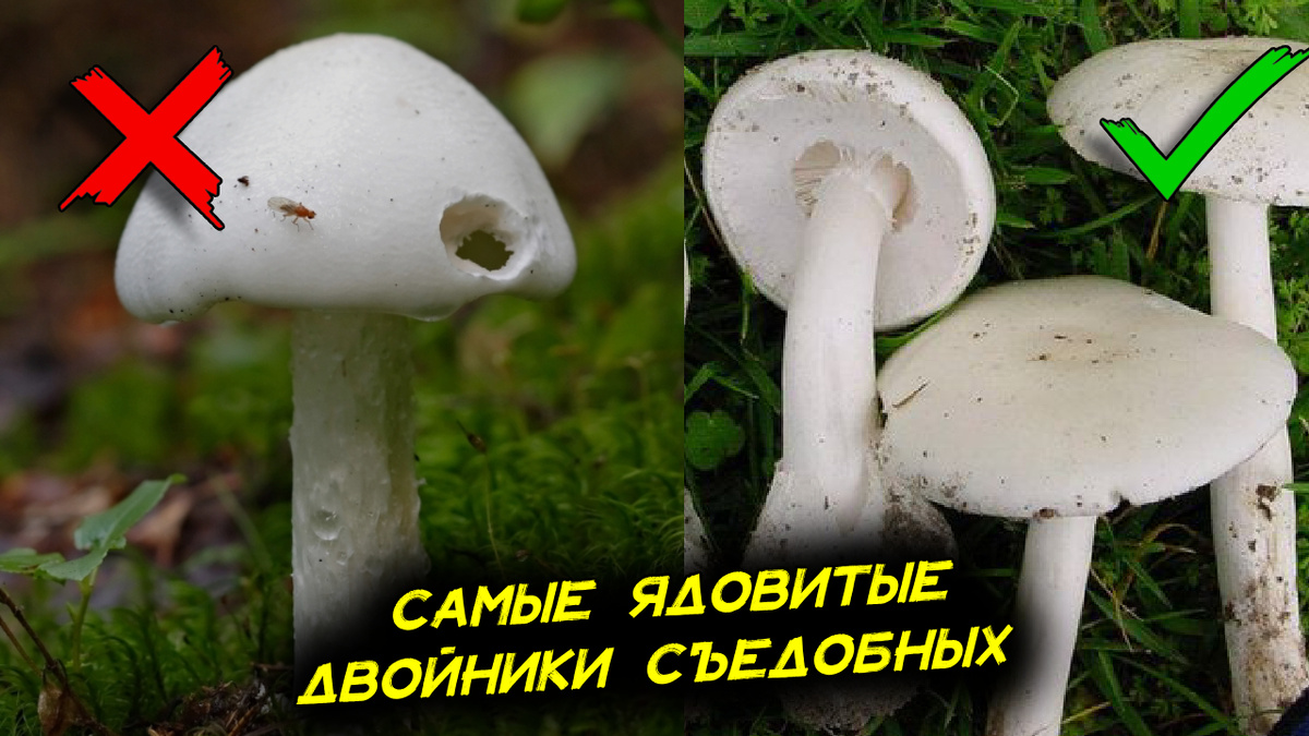 5 самых ядовитых грибов наших лесов