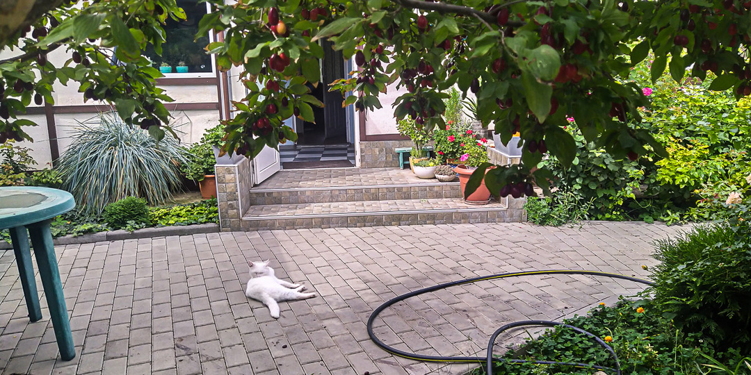 Что за урожай у двух пенсионеров в Старом Крыму?