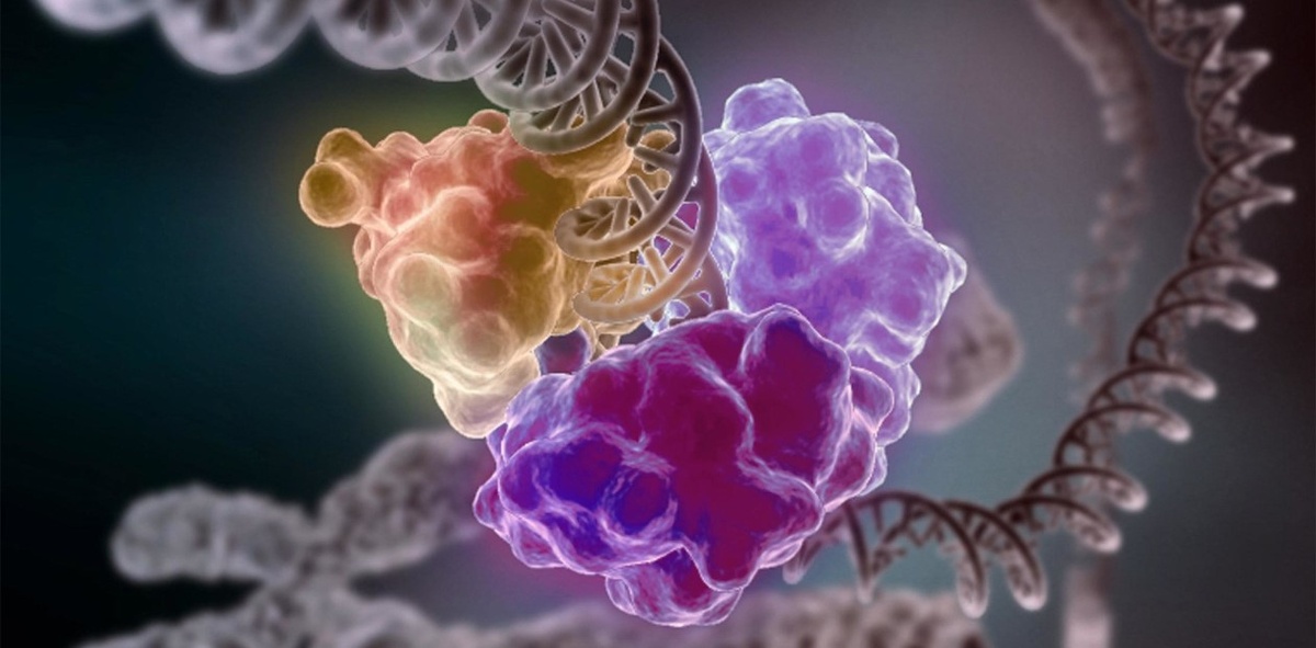 Фермент системы репарации ДНК восстанавливает поврежденный участок. NIH Image Gallery 