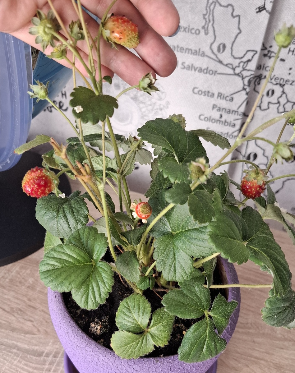 А я вам покажу мою клубничку. Она опять решила плодоносить. В начале июля было 20 ягодок, сейчас уже опять 4 красненьких. Интересно, зимой тоже будут ягодки?