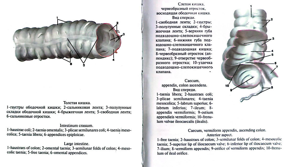 Толстая кишка. Слепая кишка, червеобразный отросток, восходящая ободочная кишка. Вид спереди. 